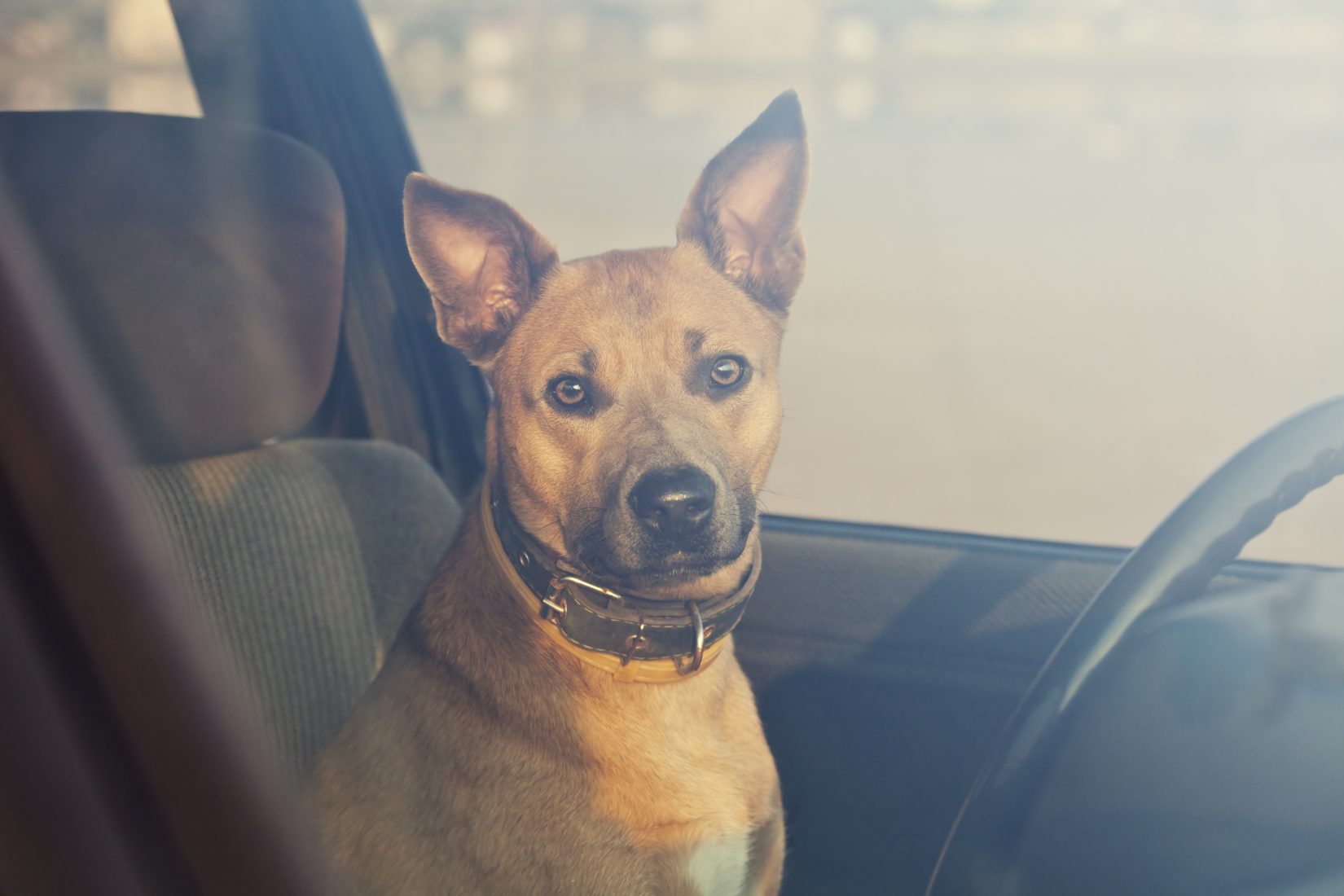 Can I Leave My Dog in the Car?